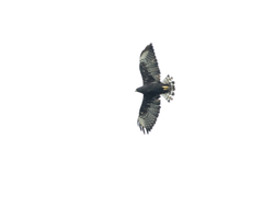Buteo brachyurus