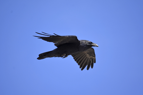 Common Raven