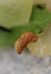 Amphibolips quercusracemaria