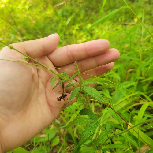 Agrimonia parviflora, photograph 6