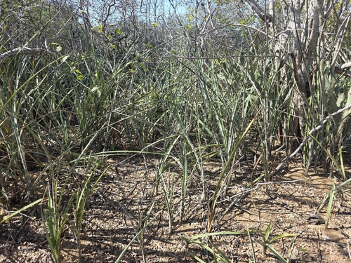 Neoglaziovia variegata, photograph 1