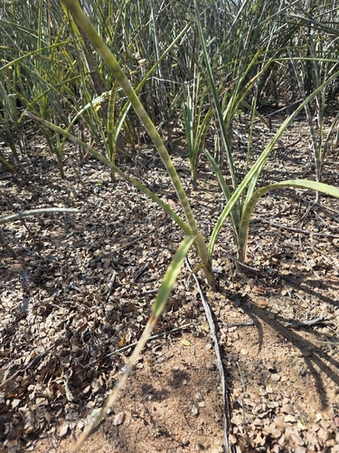 Neoglaziovia variegata, photograph 2