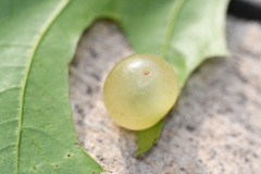 Amphibolips quercusracemaria