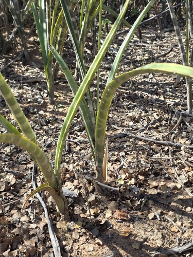 Neoglaziovia variegata, photograph 3