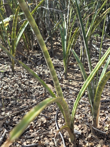 Neoglaziovia variegata, photograph 4