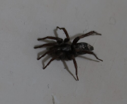 Eastern Parson Spider