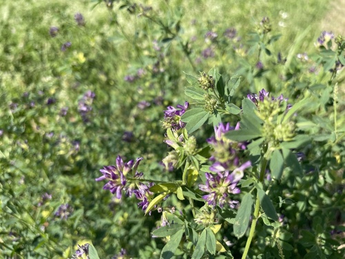 Alfalfa