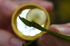 Amphibolips quercusracemaria