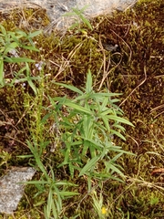 Helianthus porteri