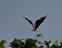 Pteropus seychellensis comorensis