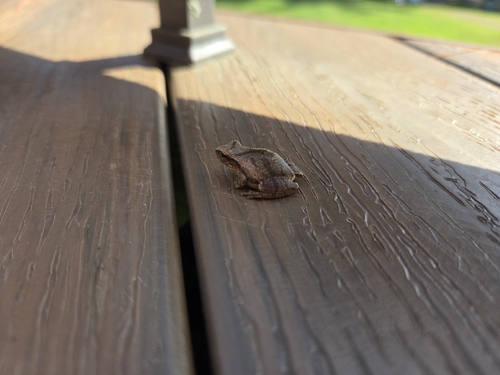 Spring Peeper