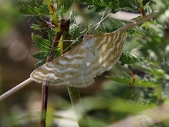 Idaea sericeata