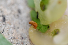 Amphibolips quercusracemaria