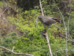 Rupornis magnirostris