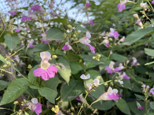 Kashmir Balsam