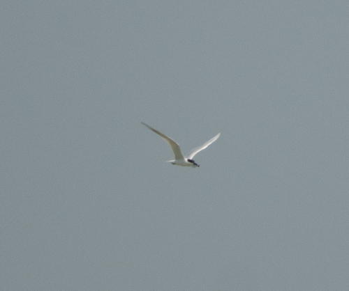 iNaturalist image