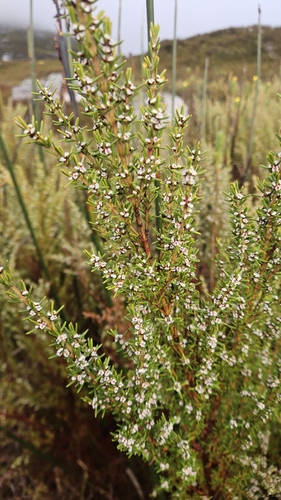 Grubbia rosmarinifolia, 2026-09-06