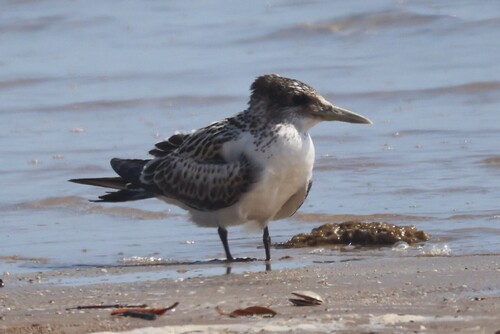 iNaturalist: (c) Bay Amelia, some rights reserved (CC BY-NC), uploaded by Bay Amelia iNaturalist image