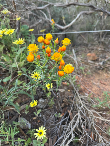 Waitzia suaveolens