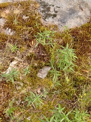 Helianthus porteri
