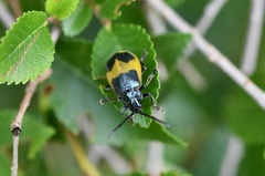 Monocesta ducalis