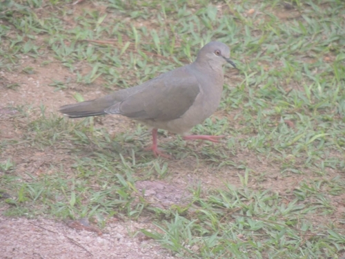 White-tipped Dove