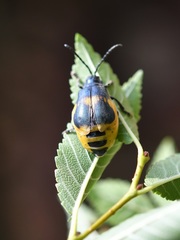Monocesta ducalis