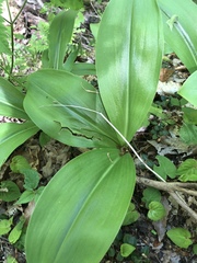 Clintonia