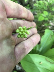 Clintonia