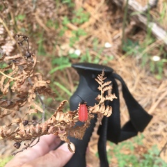 Macrolygistopterus rubripennis