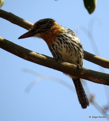 Nystalus maculatus