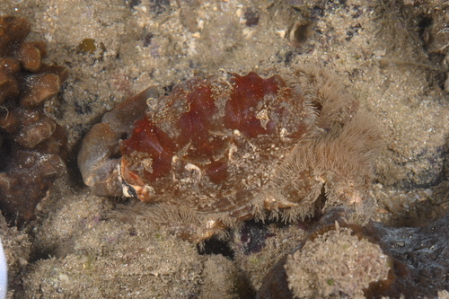 Etisus anaglyptus