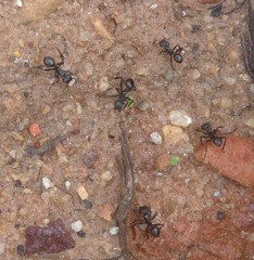 Cephalotes atratus