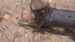 Cephalotes atratus