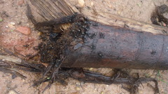 Cephalotes atratus