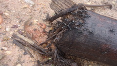 Cephalotes atratus