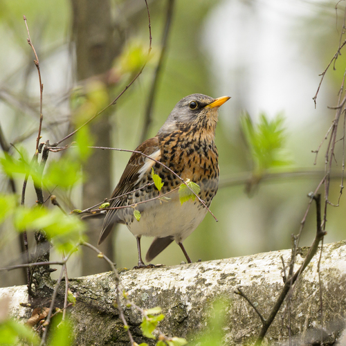 Zorzal real (Turdus pilaris)