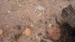 Cephalotes atratus