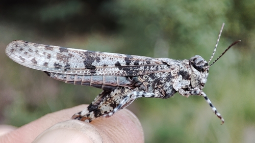 Blue-winged Sand Grasshopper