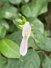 Hypoestes triflora