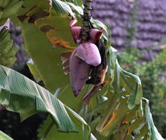 Pteropus seychellensis comorensis