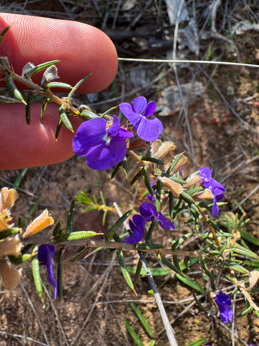 Hovea pungens, photograph 2