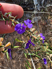 Hovea pungens, photograph (c) Tyler Anthony, some rights reserved (CC BY)