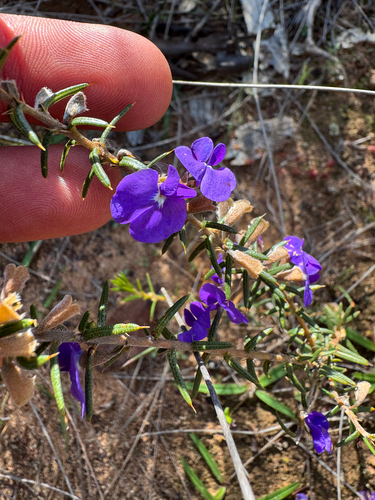 Hovea pungens, photograph 3