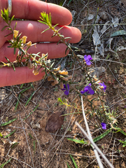 Hovea pungens, photograph (c) Tyler Anthony, some rights reserved (CC BY)