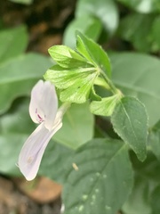 Hypoestes triflora
