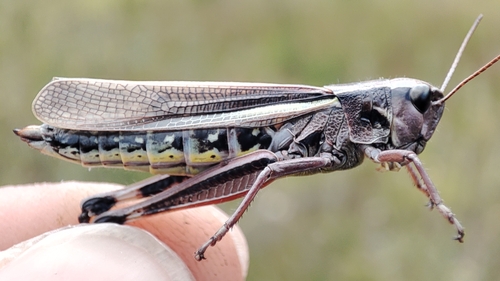 Large Marsh Grasshopper