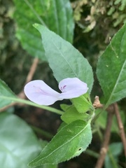 Hypoestes triflora