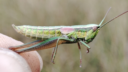 Small Gold Grasshopper