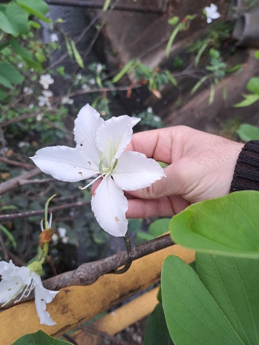 White Bauhinia